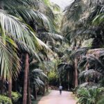 石垣島の隠れ観光スポット「ヤエヤマヤシ群落」で自然を満喫♪